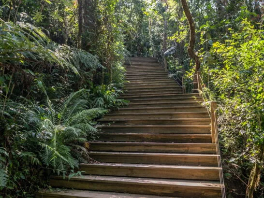 Ecotrilha no meio da mata do Ninho Verde II